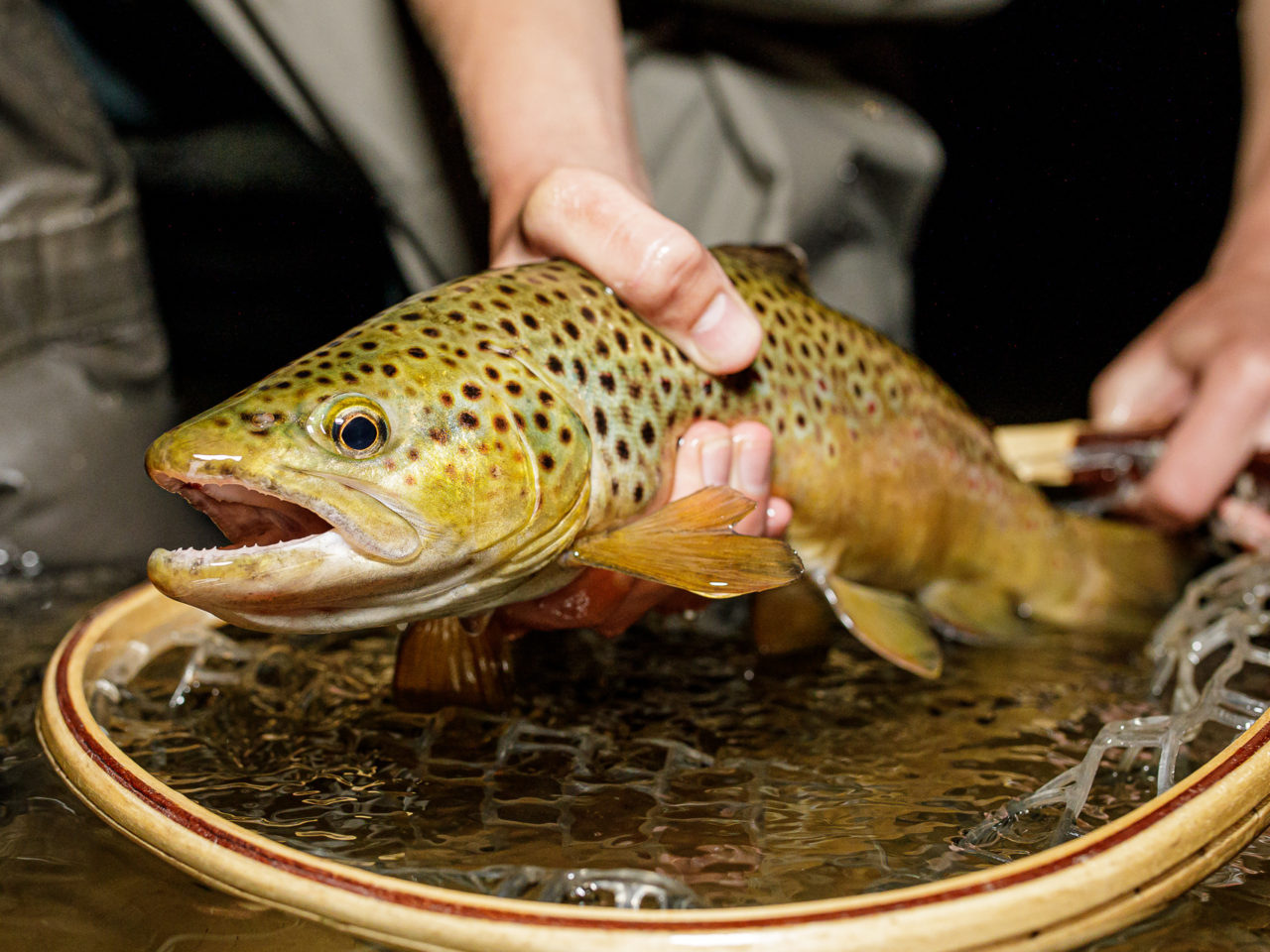 pere marquette river brown trout