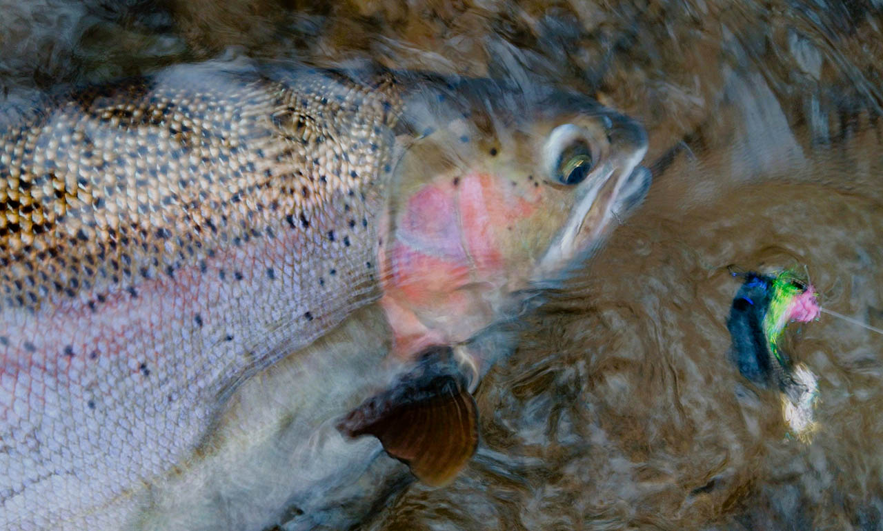 pere_marquette_river_steelhead