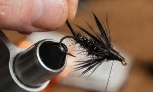 little_black_stonefly